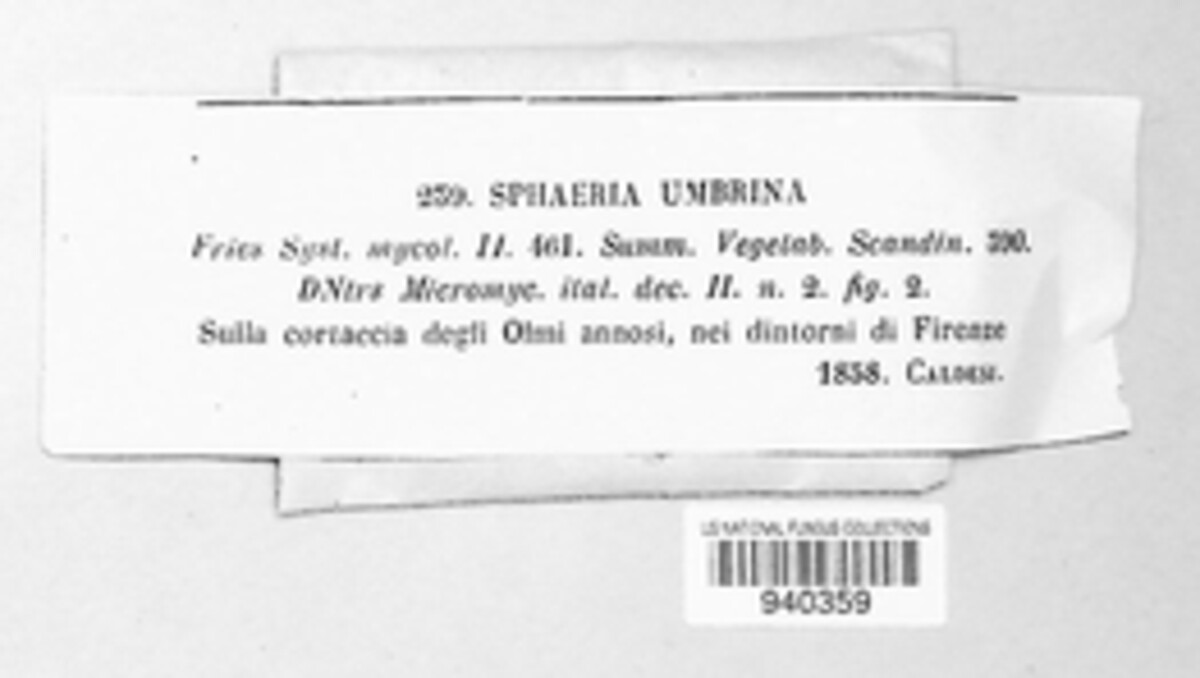 Nectria umbrina image